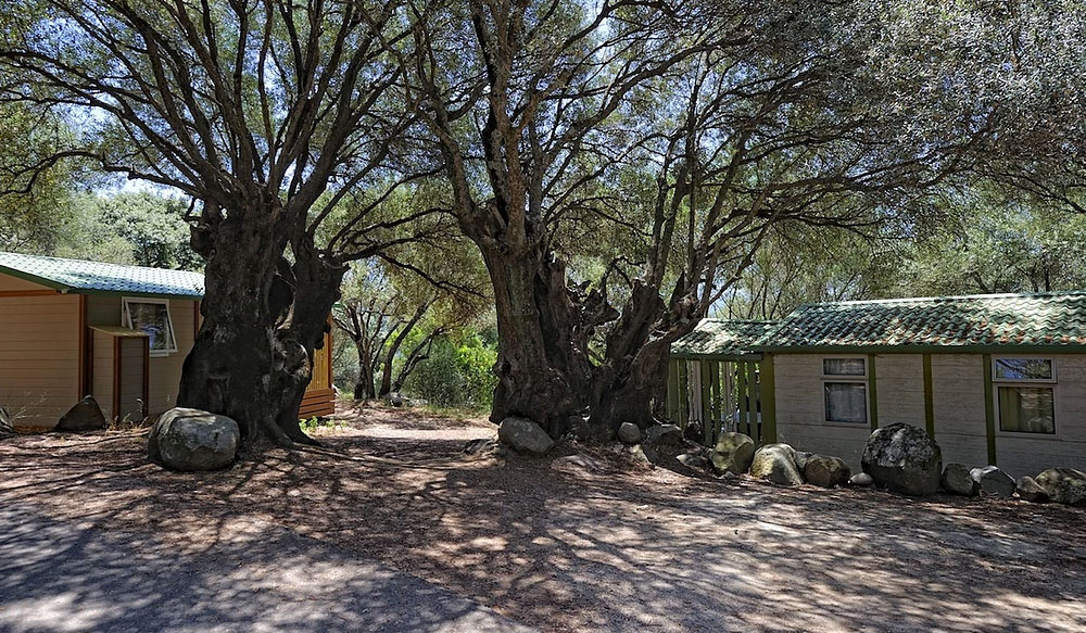 Vigna Maggiore Corsica - Olmeto visuel 7/8