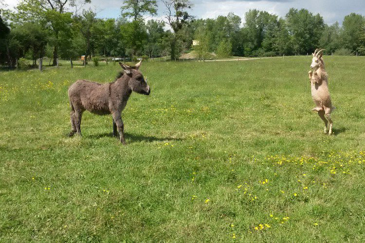 Village Toue Des Demoiselles Alvernia - Chassenard visuel 5/7 Village Toue Des Demoiselles Alvernia - Chassenard visuel 5/7