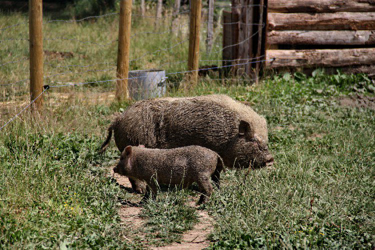 Village Toue Des Demoiselles Alvernia - Chassenard visuel 6/7 Village Toue Des Demoiselles Alvernia - Chassenard visuel 6/7