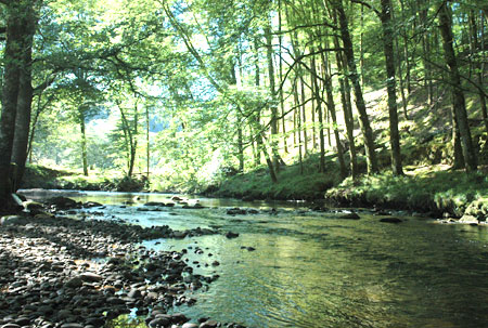 Au Bois de Calais Limosino - Corrèze visuel 2/10 Au Bois de Calais Limosino - Corrèze visuel 2/10