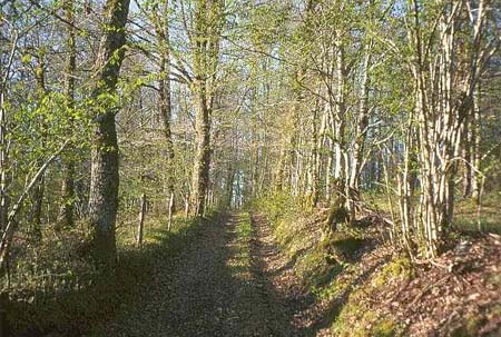 Au Bois de Calais Limosino - Corrèze visuel 3/10 Au Bois de Calais Limosino - Corrèze visuel 3/10