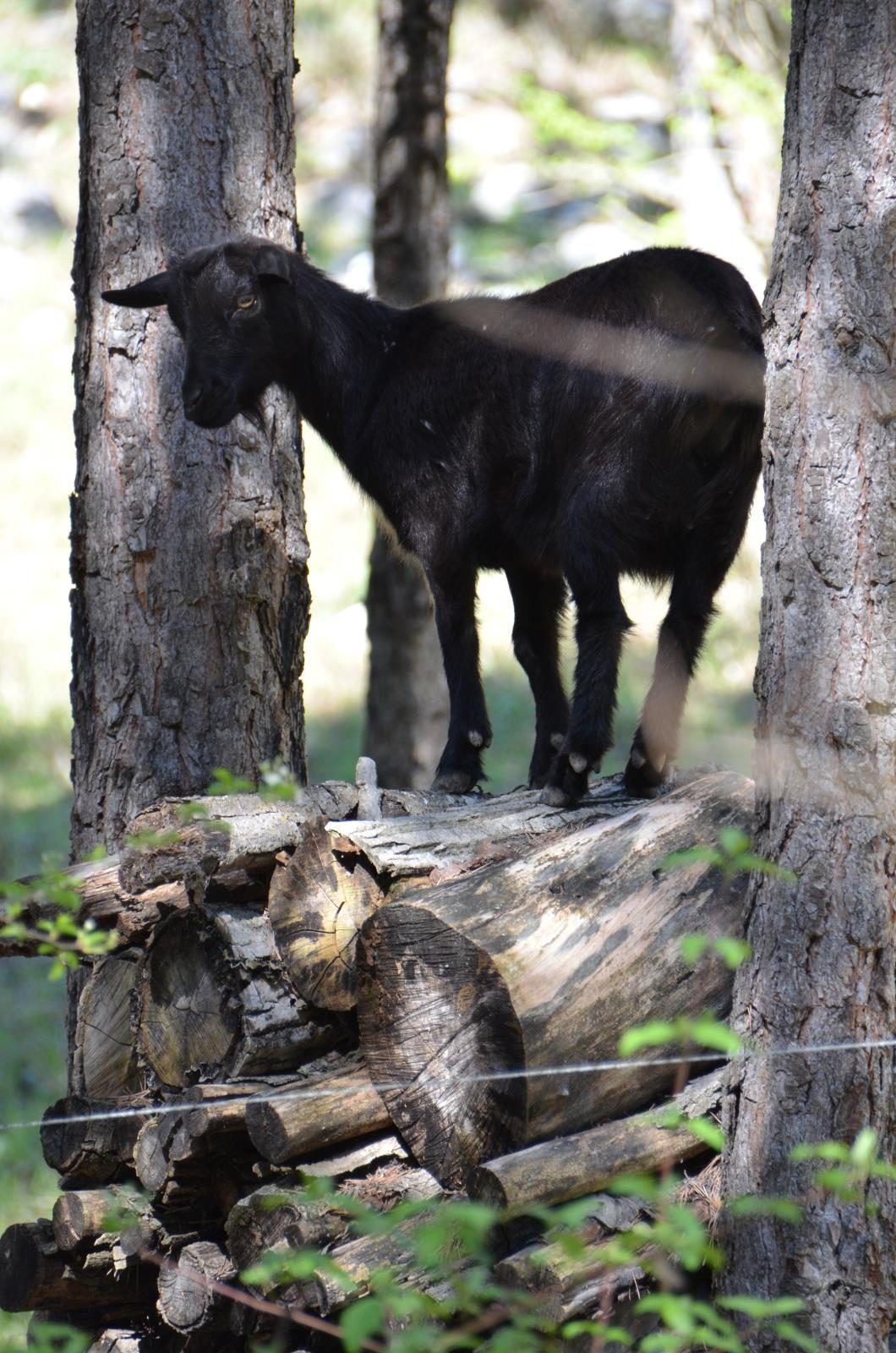 Calme et Nature Provenza-Alpi-Costa Azzurra - Castellane visuel 2/6