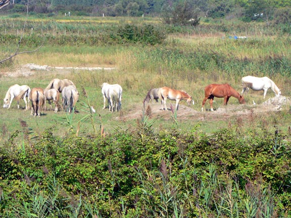 Crin Blanc Provenza-Alpi-Costa Azzurra - Albaron sur Arles visuel 7/7