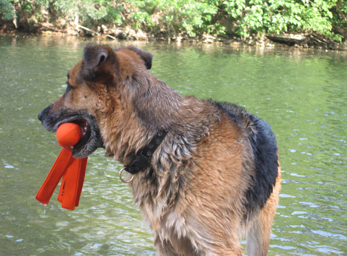 CynoCamp Terre Neuve Linguadoca-Rossiglione - Verfeuil visuel 4/7 CynoCamp Terre Neuve Linguadoca-Rossiglione - Verfeuil visuel 4/7