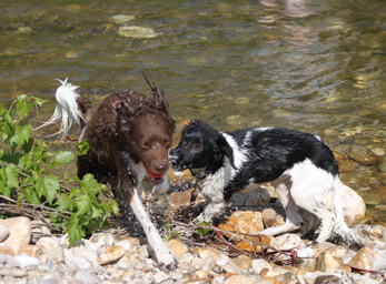 CynoCamp Terre Neuve Linguadoca-Rossiglione - Verfeuil visuel 2/7 CynoCamp Terre Neuve Linguadoca-Rossiglione - Verfeuil visuel 2/7