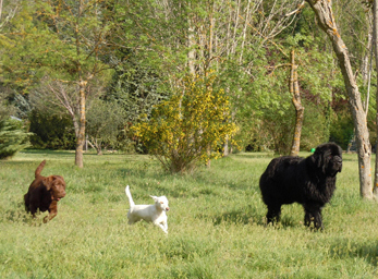 CynoCamp Terre Neuve Linguadoca-Rossiglione - Verfeuil visuel 3/7 CynoCamp Terre Neuve Linguadoca-Rossiglione - Verfeuil visuel 3/7