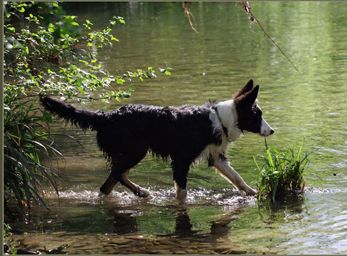CynoCamp Terre Neuve Linguadoca-Rossiglione - Verfeuil visuel 7/7 CynoCamp Terre Neuve Linguadoca-Rossiglione - Verfeuil visuel 7/7