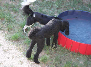 CynoCamp Terre Neuve Linguadoca-Rossiglione - Verfeuil visuel 1/7 CynoCamp Terre Neuve Linguadoca-Rossiglione - Verfeuil visuel 1/7