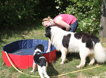 CynoCamp Terre Neuve Linguadoca-Rossiglione - Verfeuil visuel 5/7 CynoCamp Terre Neuve Linguadoca-Rossiglione - Verfeuil visuel 5/7