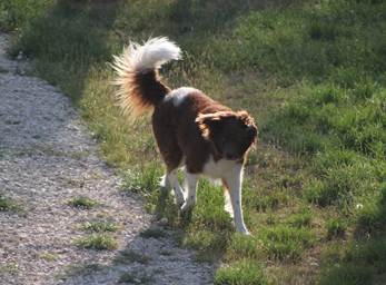 CynoCamp Terre Neuve Linguadoca-Rossiglione - Verfeuil visuel 6/7 CynoCamp Terre Neuve Linguadoca-Rossiglione - Verfeuil visuel 6/7