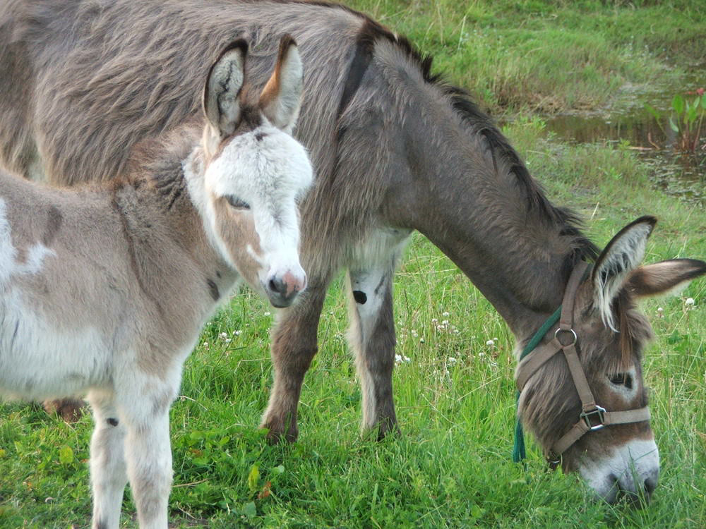 de Kreitsberg Brabante Settentrionale - Voederheil visuel 3/3