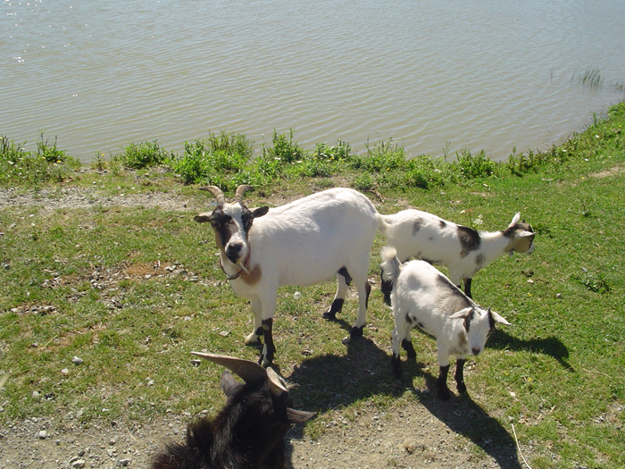 Camping de la Motte Paesi della Loira - Vendrennes visuel 5/11