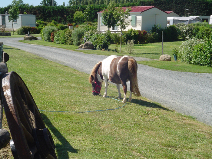 Camping de la Motte Paesi della Loira - Vendrennes visuel 6/11