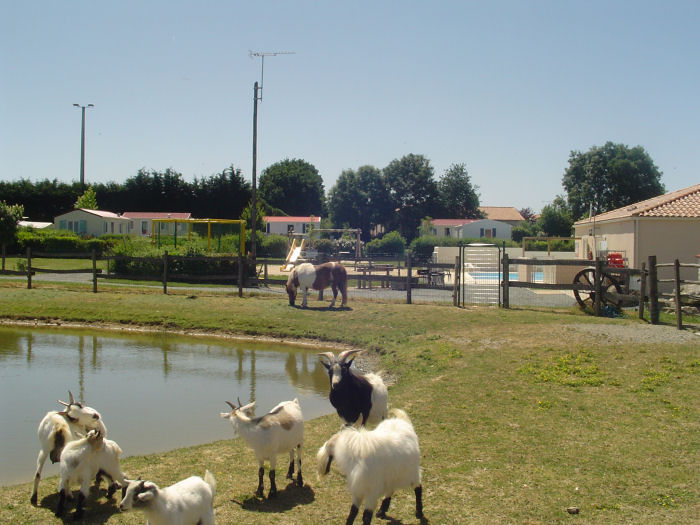 Camping de la Motte Paesi della Loira - Vendrennes visuel 9/11