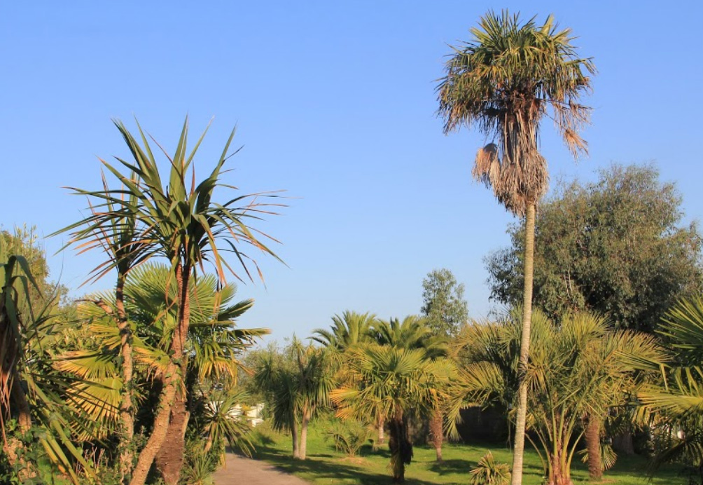 Camping des palmiers Bretagna - Binic visuel 1/1