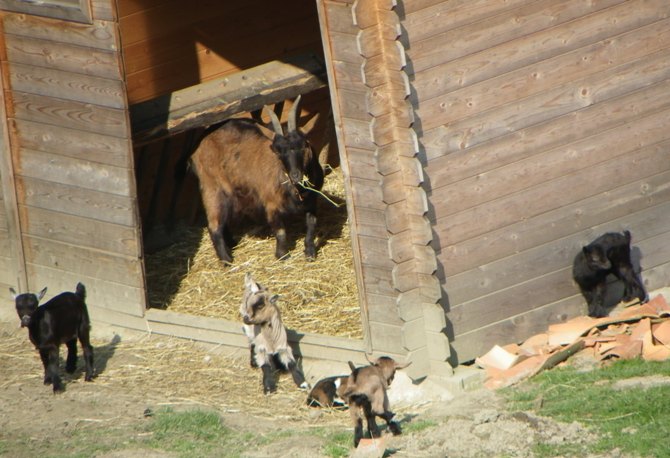 Domaine de la Boëre Paesi della Loira - Beaulieu-sous-la-Roche visuel 10/14 Domaine de la Boëre Paesi della Loira - Beaulieu-sous-la-Roche visuel 10/14
