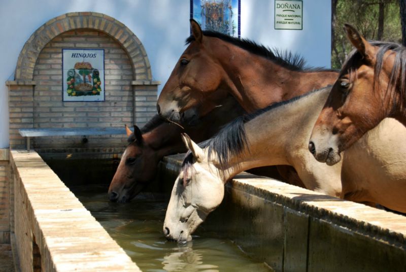 Doñarrayan Park Andalusia - Hinojos visuel 3/4
