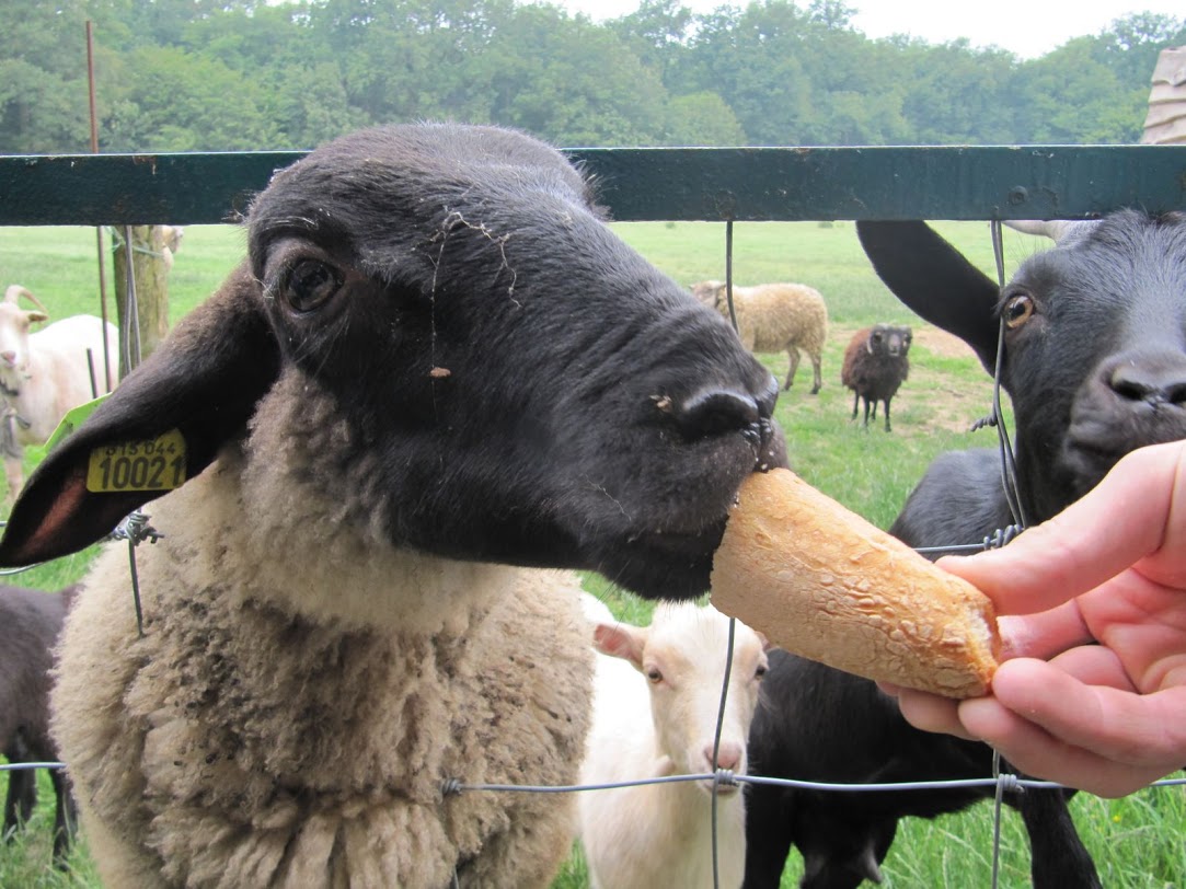 Ferme de Prunay Centro-Valle della Loira - Seillac visuel 6/11 Ferme de Prunay Centro-Valle della Loira - Seillac visuel 6/11