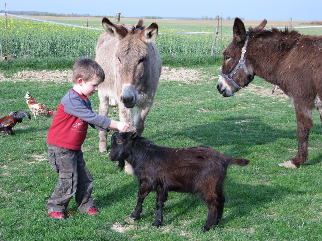 Ferme de Prunay Centro-Valle della Loira - Seillac visuel 11/11 Ferme de Prunay Centro-Valle della Loira - Seillac visuel 11/11