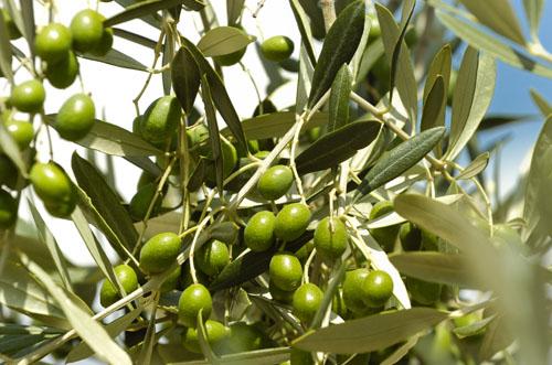 Italia Toscana - Torre del Lago Puccini visuel 10/10 Italia Toscana - Torre del Lago Puccini visuel 10/10