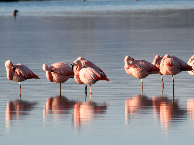 La Bergerie Plage Provenza-Alpi-Costa Azzurra - Hyères visuel 3/7