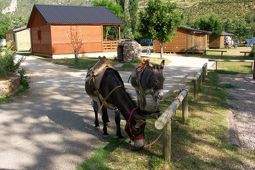 La Cascade Linguadoca-Rossiglione - Meyrueis visuel 3/7 La Cascade Linguadoca-Rossiglione - Meyrueis visuel 3/7