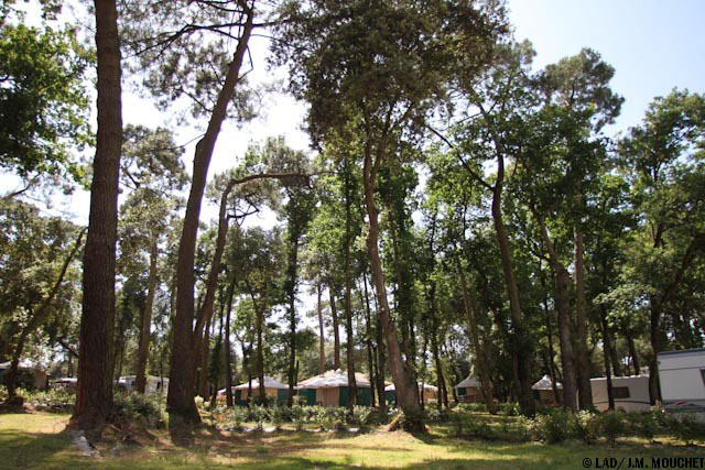 La Courance Paesi della Loira - Saint-Brévin-les-Pins visuel 19/34 La Courance Paesi della Loira - Saint-Brévin-les-Pins visuel 19/34