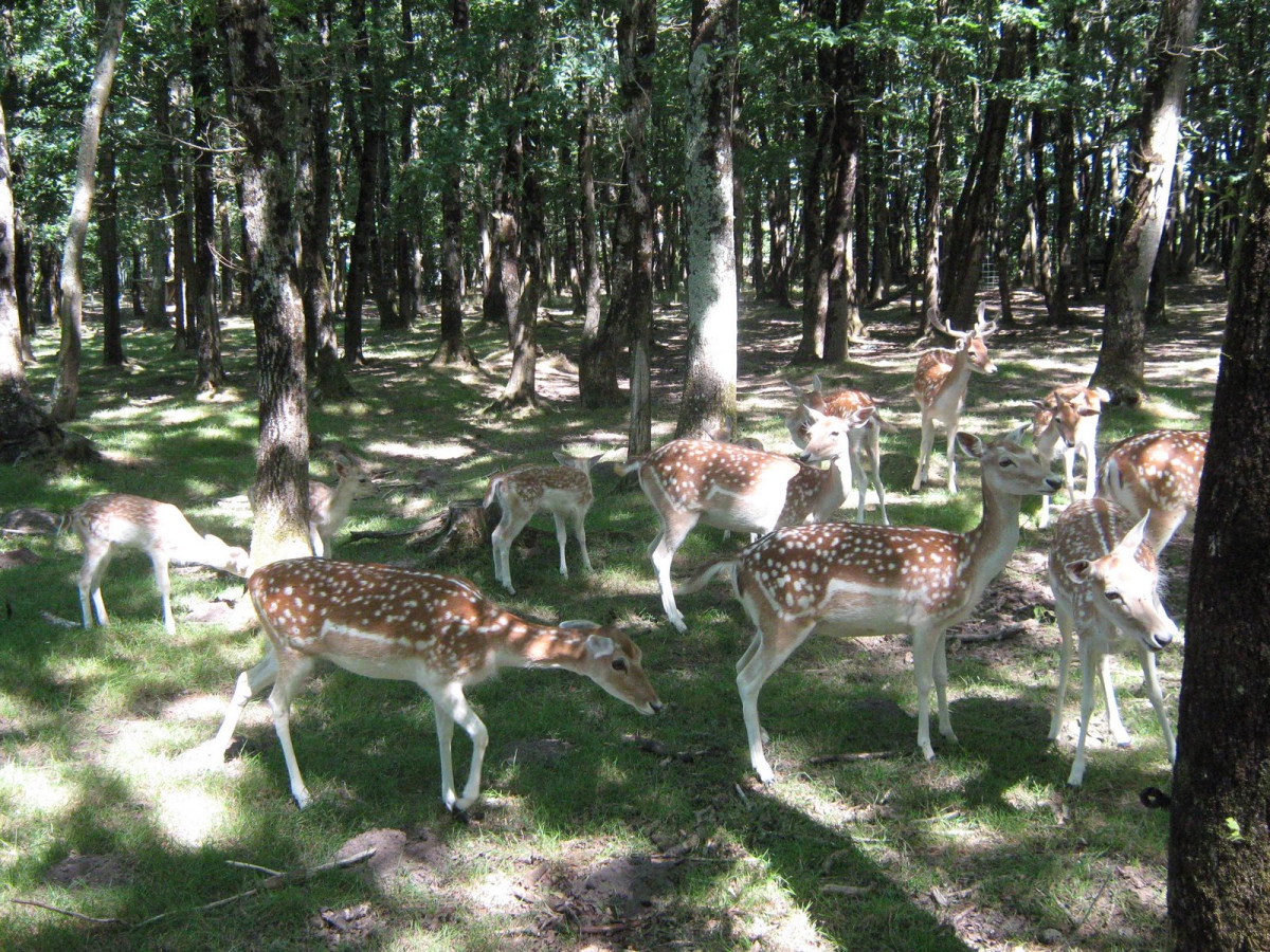 La Forêt Paesi della Loira - Aizenay visuel 3/3 La Forêt Paesi della Loira - Aizenay visuel 3/3