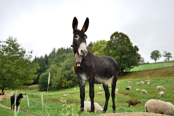 La Fressange Alvernia - Saint-Didier-en-Velay visuel 6/12 La Fressange Alvernia - Saint-Didier-en-Velay visuel 6/12