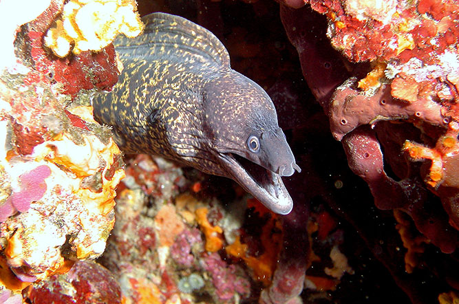 la Tour Fondue Provenza-Alpi-Costa Azzurra - Hyères visuel 10/11