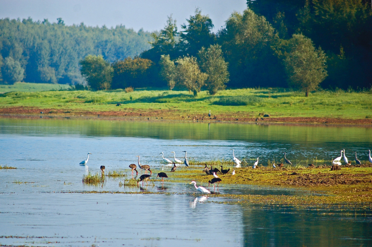 Lac d'Orient Champagne-Ardenne - Mesnil-Saint-Père visuel 15/15 Lac d'Orient Champagne-Ardenne - Mesnil-Saint-Père visuel 15/15