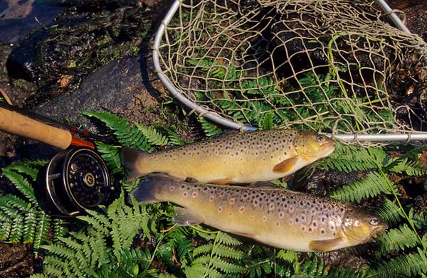 Langlade Alvernia - Céaux-d'Allègre visuel 1/1