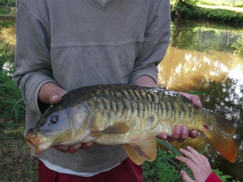 le Beauchêne Paesi della Loira - Avrillé visuel 18/18 le Beauchêne Paesi della Loira - Avrillé visuel 18/18
