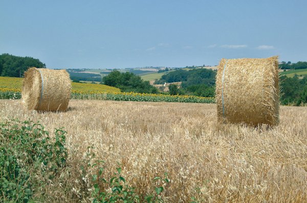 Le Camp de Florence Midi-Pirenei - La Romieu visuel 4/10 Le Camp de Florence Midi-Pirenei - La Romieu visuel 4/10