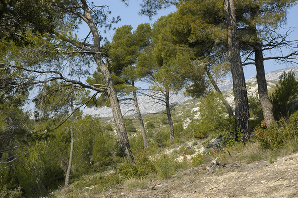 Camping de Puyloubier Provenza-Alpi-Costa Azzurra - Puyloubier visuel 5/6