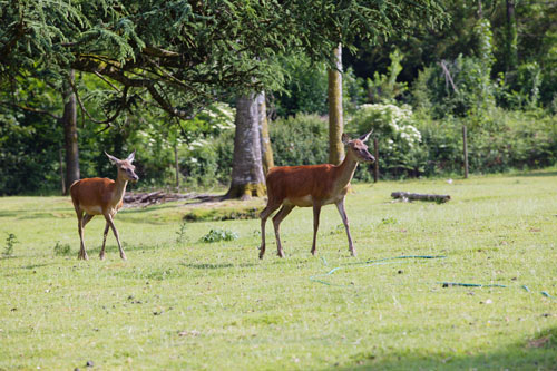 Le Château de Leychoisier Limosino - Bonnac-la-Côte visuel 8/10