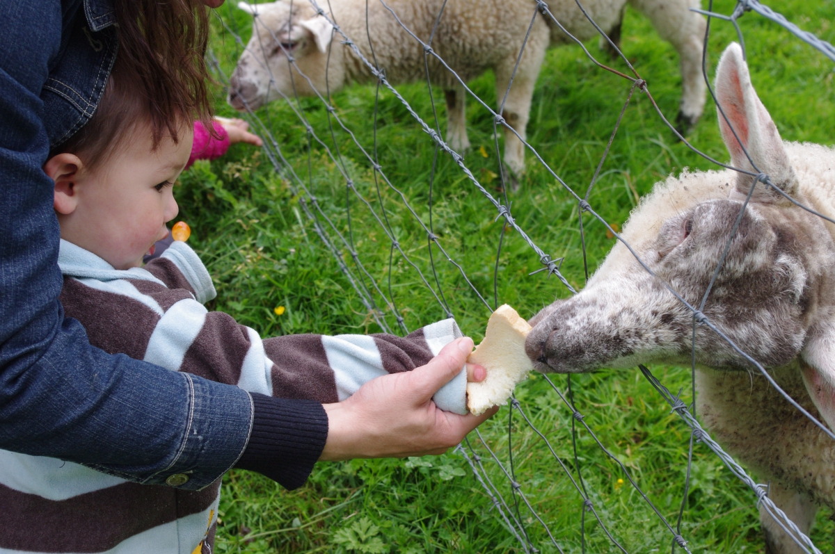 le Clos Cacheleux Piccardia - Miannay visuel 3/10 le Clos Cacheleux Piccardia - Miannay visuel 3/10