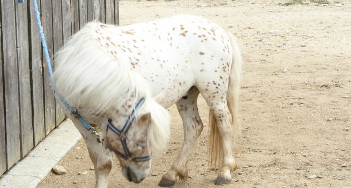 Le Mas Llinas Linguadoca-Rossiglione - Le Boulou visuel 9/10