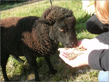 Le Mouliat Aquitania - Moncrabeau visuel 8/10