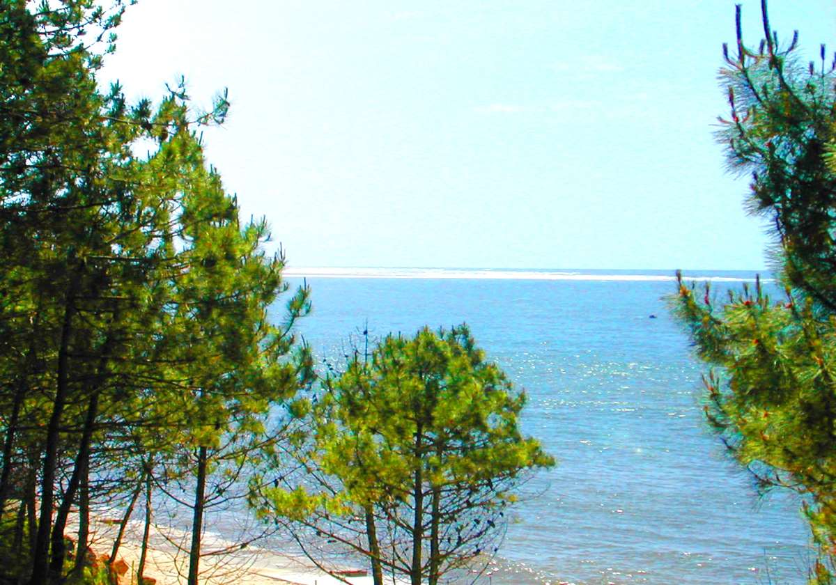 Le Roumingue Aquitania - Lanton visuel 10/10 Le Roumingue Aquitania - Lanton visuel 10/10