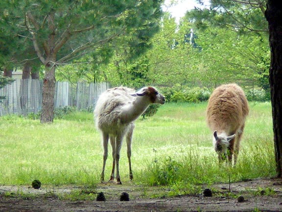 Le Sainte Marie Linguadoca-Rossiglione - Sainte Marie la Mer visuel 11/12