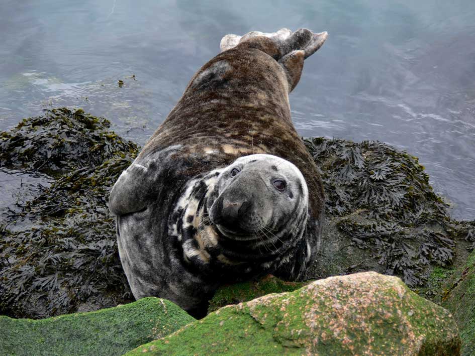 Les Blancs Sablons Bretagna - Le Conquet visuel 7/8