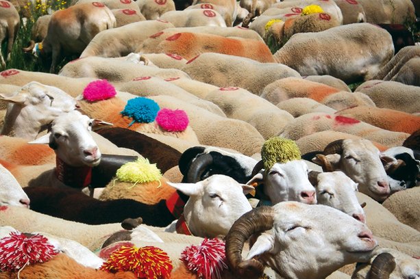 Les Bouldouïres Linguadoca-Rossiglione - La Salvetat-sur-Agout visuel 6/10 Les Bouldouïres Linguadoca-Rossiglione - La Salvetat-sur-Agout visuel 6/10