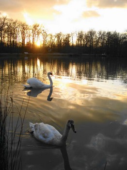 Les Chalets de la Héronnière Poitou-Charentes - Chef-Boutonne visuel 5/10
