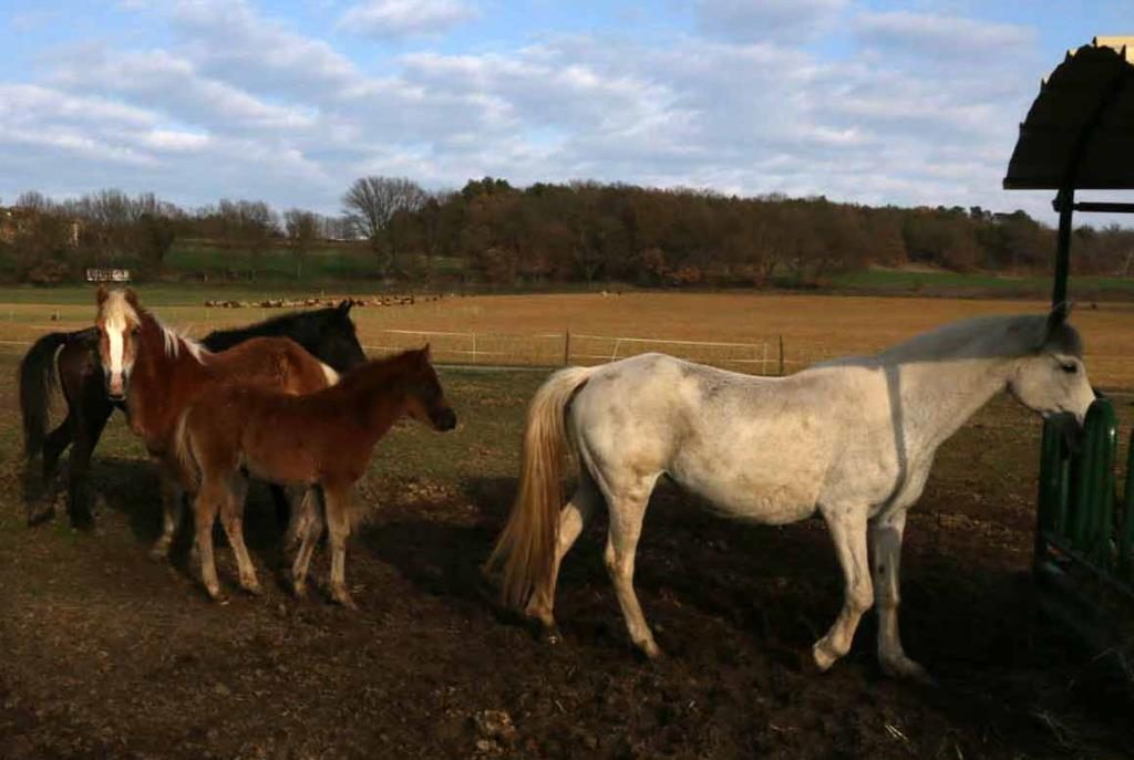 Les Coccinelles Provenza-Alpi-Costa Azzurra - Lurs visuel 2/4