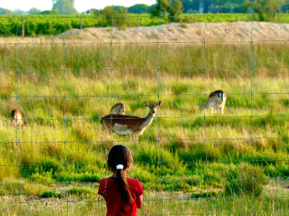 Les Fontaines Linguadoca-Rossiglione - Canet-en-Roussillon visuel 4/10