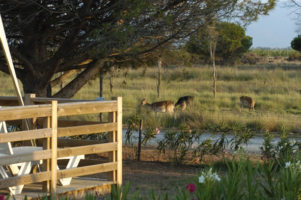 Les Fontaines Linguadoca-Rossiglione - Canet-en-Roussillon visuel 6/10