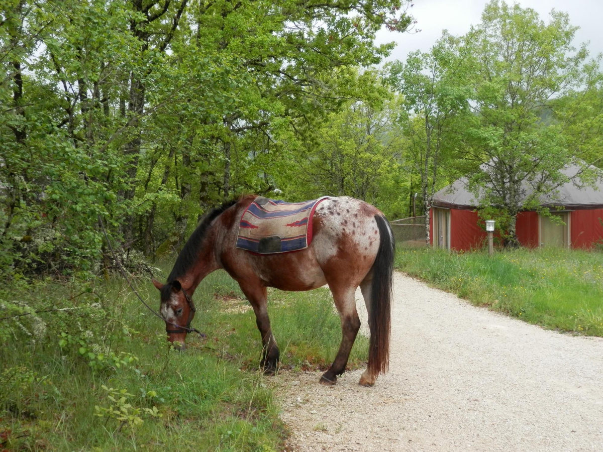 Les Hauts d'Albas Midi-Pirenei - Albas visuel 3/10 Les Hauts d'Albas Midi-Pirenei - Albas visuel 3/10