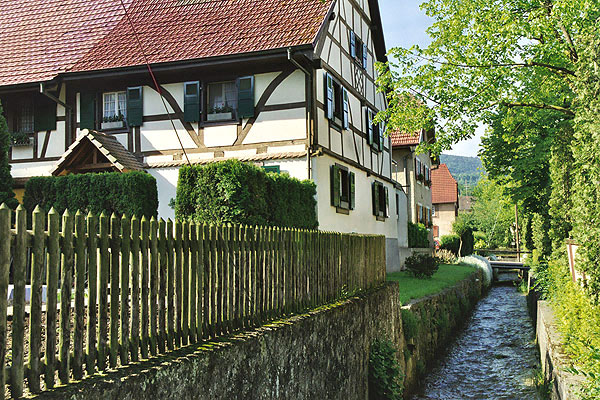 Les Lupins Alsazia - Seppois-le-Bas visuel 6/10 Les Lupins Alsazia - Seppois-le-Bas visuel 6/10