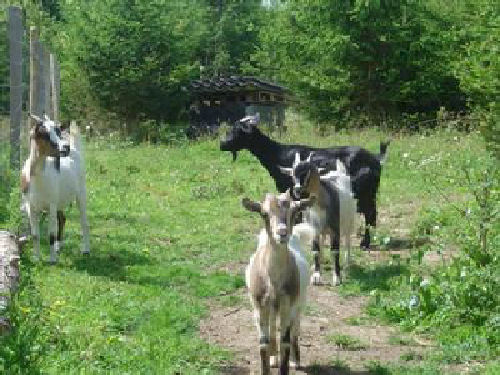 Les Pins Bretagna - Pénestin visuel 7/10 Les Pins Bretagna - Pénestin visuel 7/10